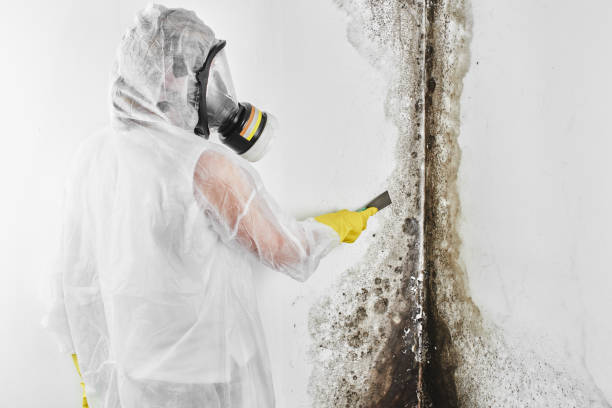 Best Commercial Mold Removal  in East Brady, PA