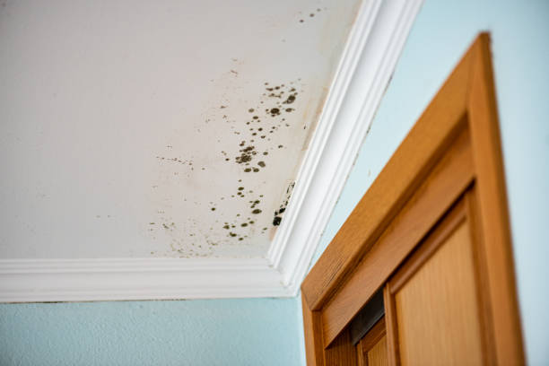 Best Office Mold Removal Services  in East Brady, PA