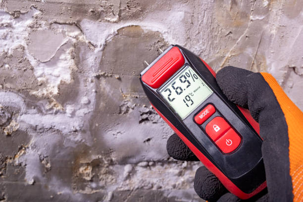 Best Black Mold Removal  in East Brady, PA