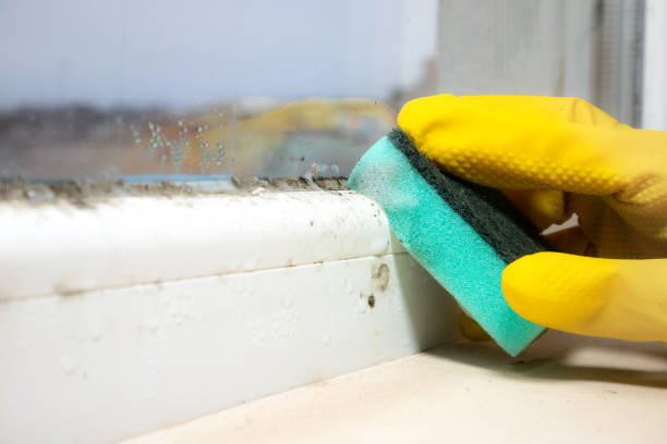 Mold Removal Process in East Brady, PA