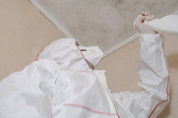Best Mold Damage Repair  in East Brady, PA