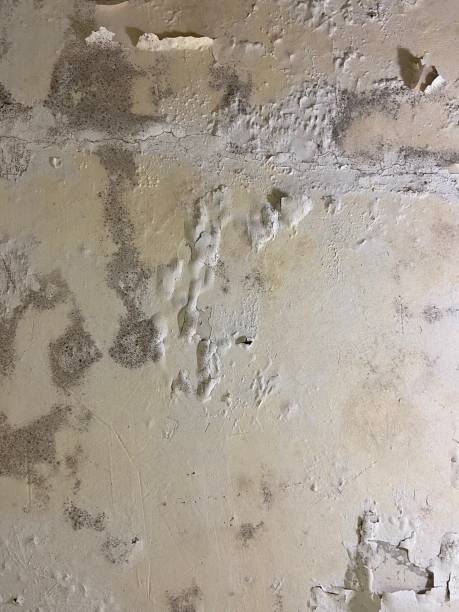 Best Attic Mold Removal  in East Brady, PA