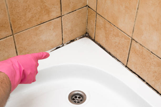 Best Mold Removal Specialists  in East Brady, PA